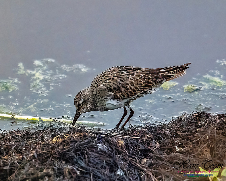 White-rumped Sandpiper 101