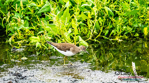 Solitary Sandpiper 405