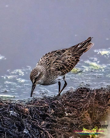 White-rumped Sandpiper 102