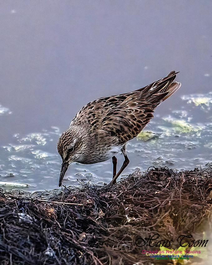 White-rumped Sandpiper 102