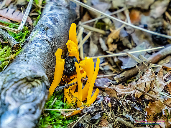 Lewis Lake Walk 126