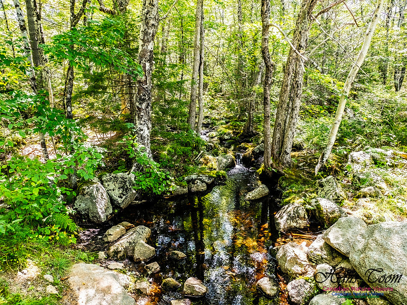 Lewis Lake Walk 103