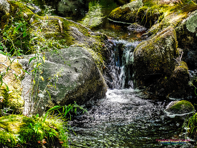 Lewis Lake Walk 102