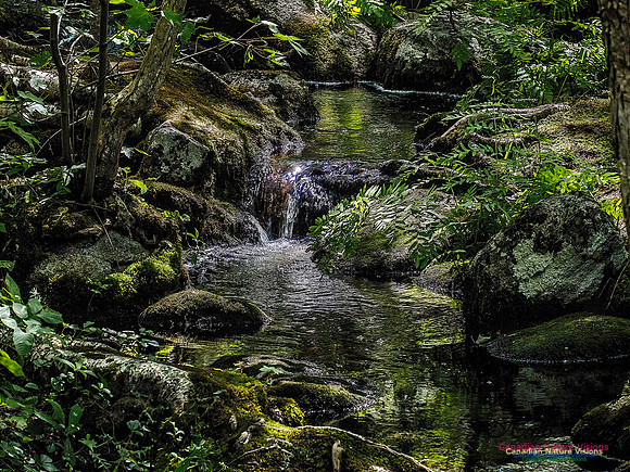 Lewis Lake Walk 101