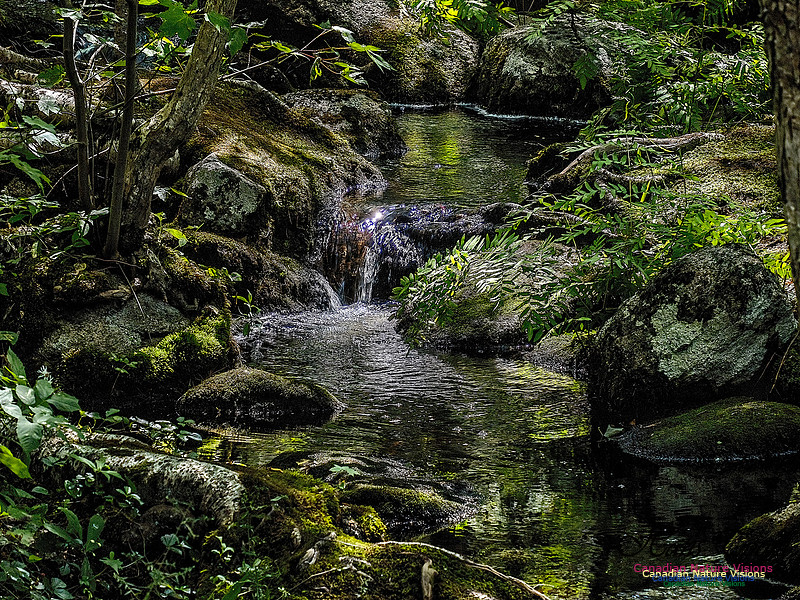 Lewis Lake Walk 101