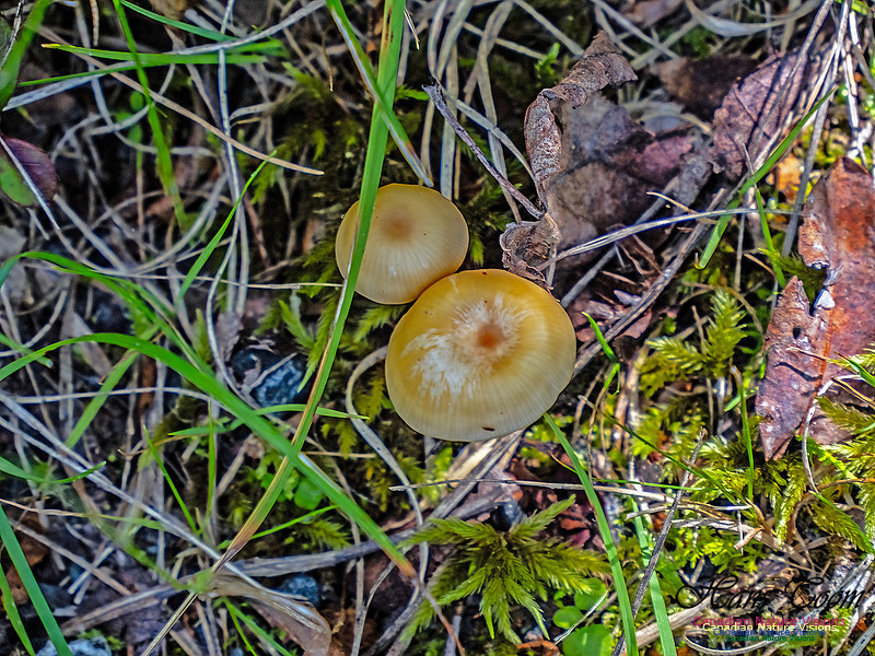 Lewis Lake Walk 104