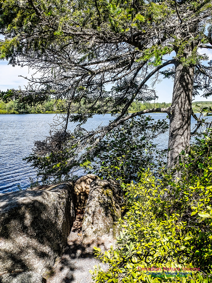 Lewis Lake Walk 106