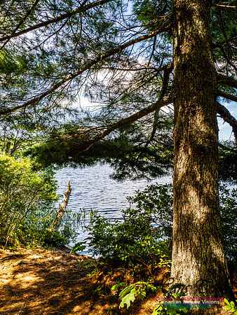 Lewis Lake Walk 110