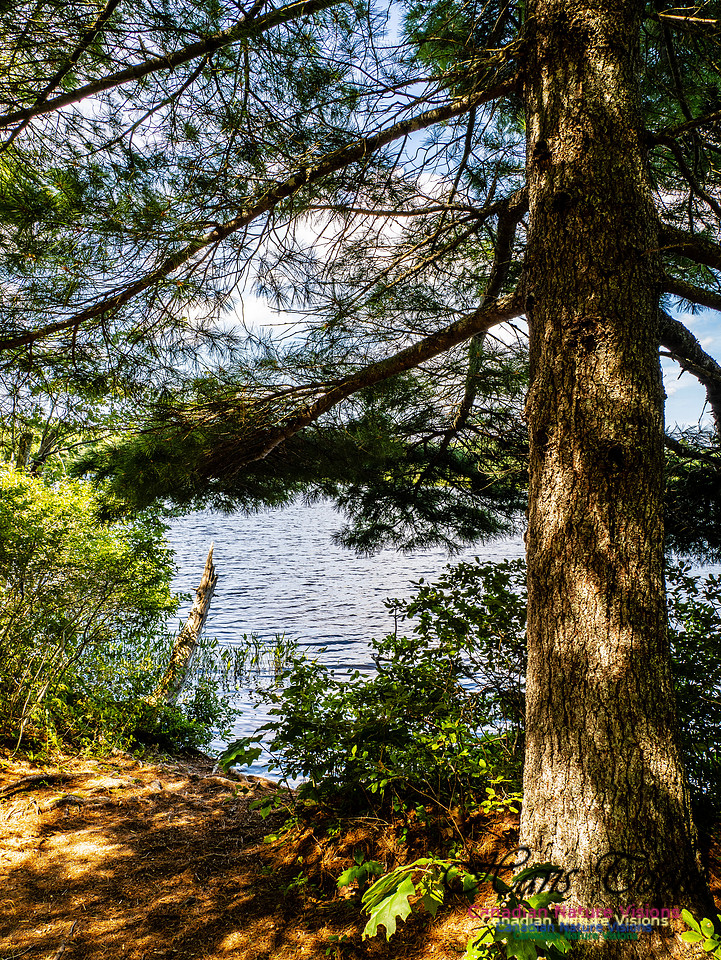 Lewis Lake Walk 110