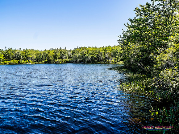 Lewis Lake Walk 112