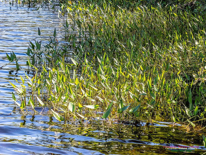 Lewis Lake Walk 113