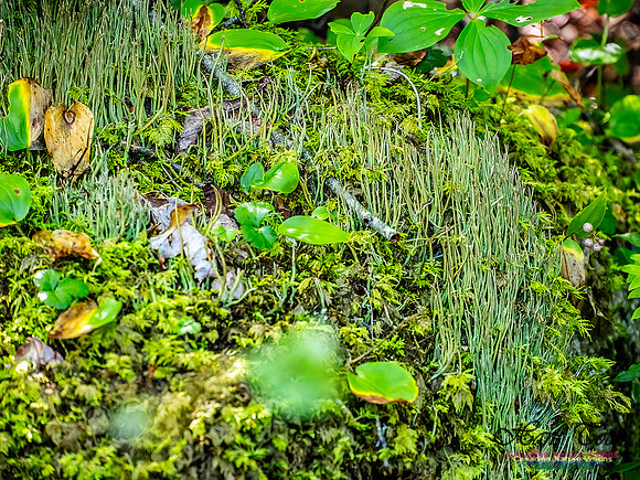 Lewis Lake Walk 114