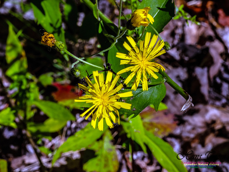 Lewis Lake Walk 115