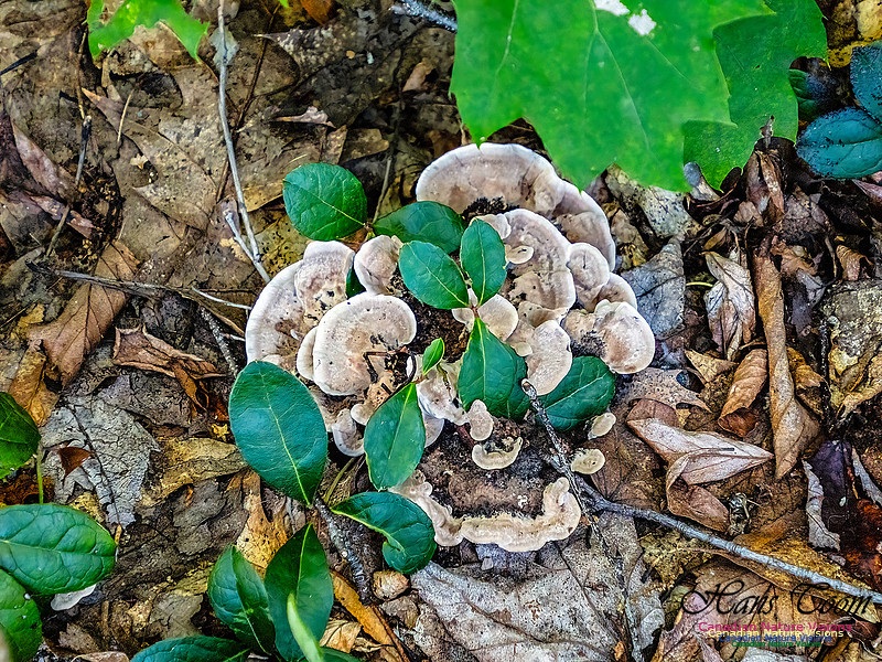 Lewis Lake Walk 120