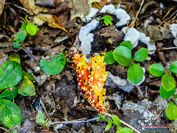 Lewis Lake Walk 121