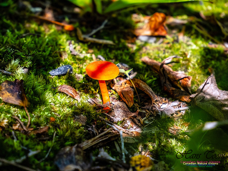 Lewis Lake Walk 123