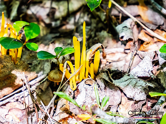Lewis Lake Walk 124
