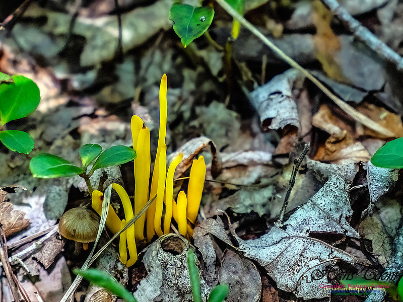 Lewis Lake Walk 125