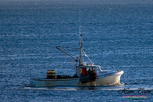 Pulling Lobster Traps
