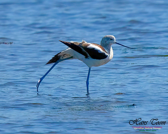 American Avocet 206