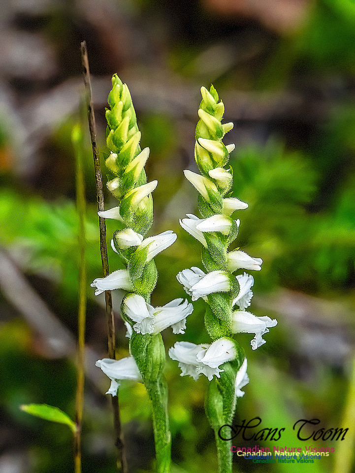 Yellow Lady's Tress's Orchid 703