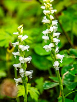 Yellow Lady's Tress's Orchid
