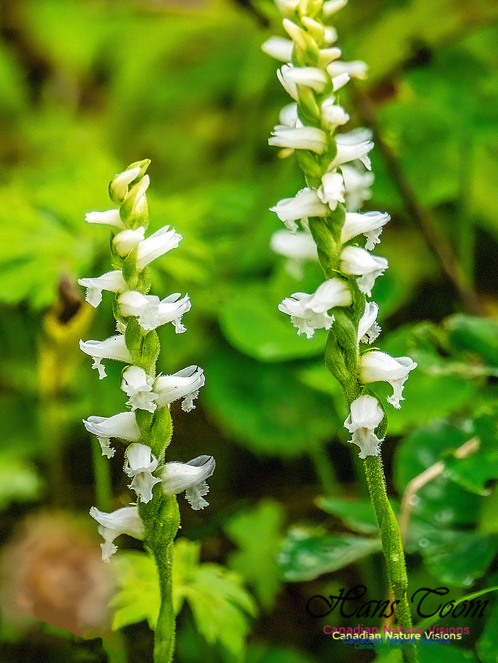 Yellow Lady's Tress's Orchid 700