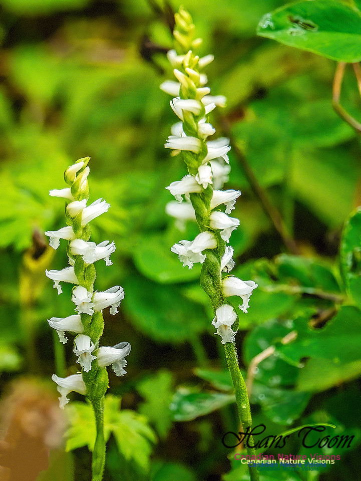 Yellow Lady's Tress's Orchid 701