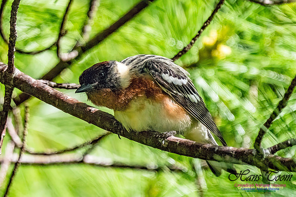 Bay-breasted Warbler 203