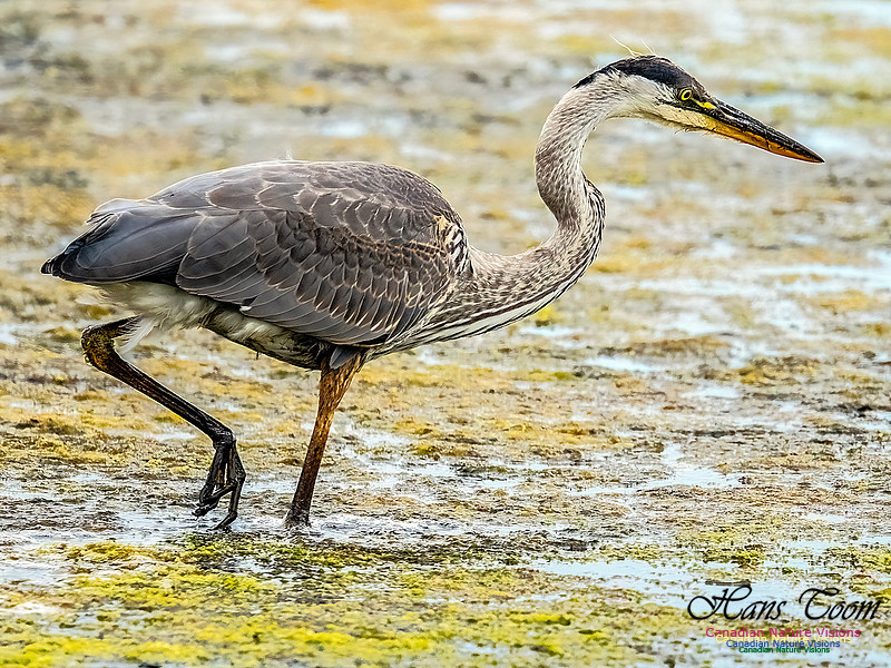 Great Blue Heron 600