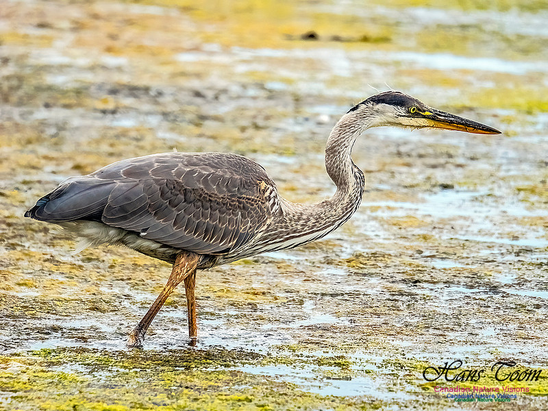 Great Blue Heron 602