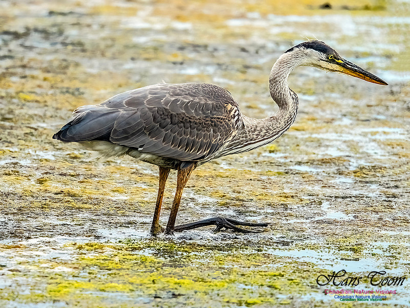 Great Blue Heron 601