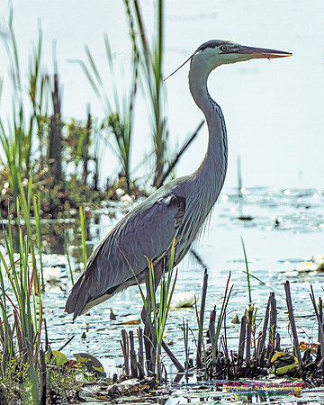 Great Blue Heron 710