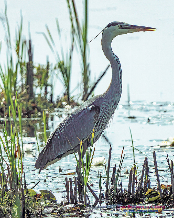 Great Blue Heron 710
