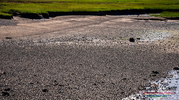 Peeps Evangeline Beach 2024 941