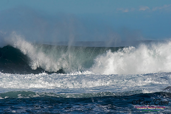 Duncan Reef Gale Surf