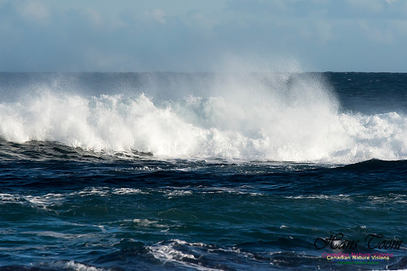 Duncan Reef Gale Surf