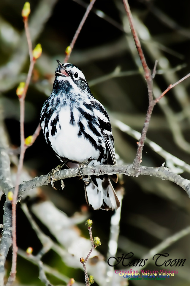 Black-and-White Warbler