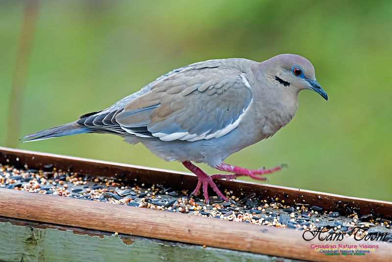 White-winged Dove