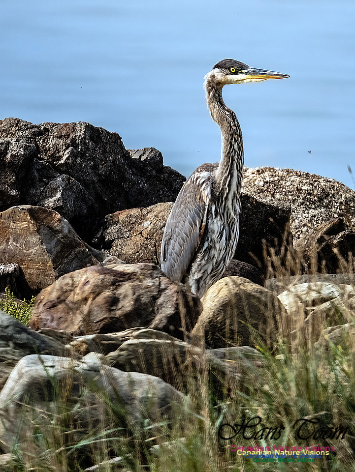 Great Blue Heron 901