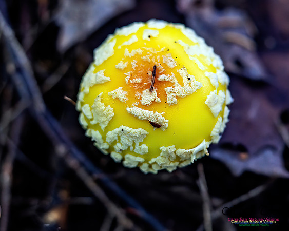 Fungus Walk In the Woodland 125