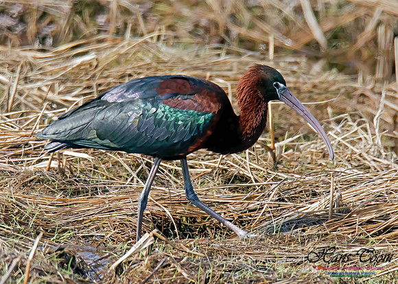 Glossy Ibis 4