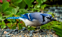 Mix of Morning Birds