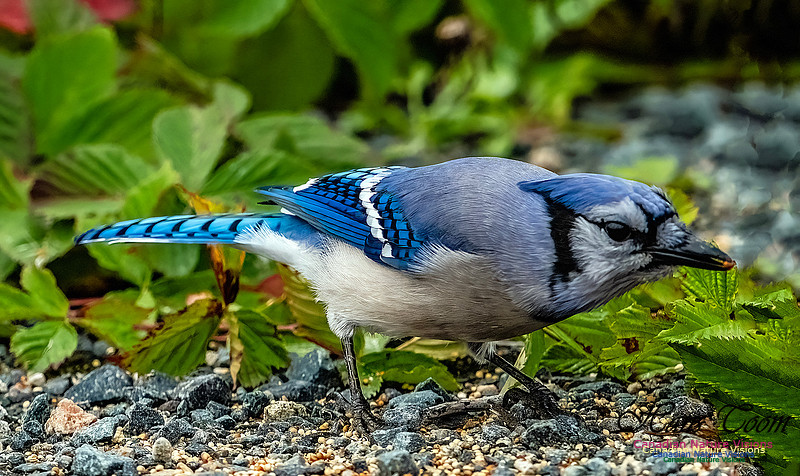 Bluejay 100