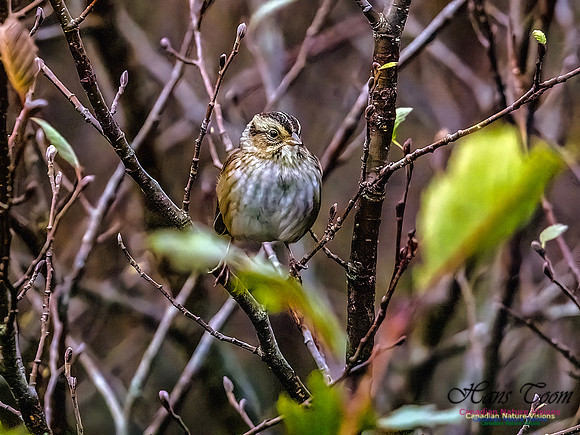 Clay-coloured Sparrow 351