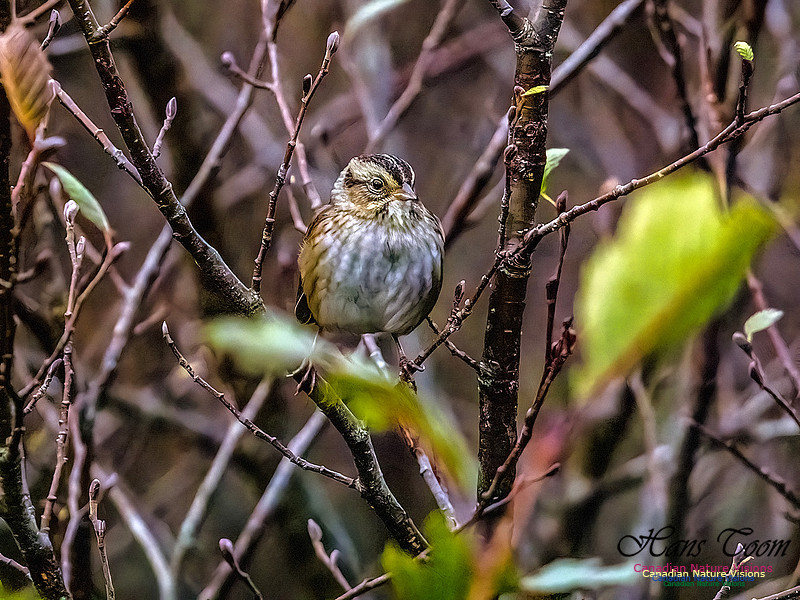 Clay-coloured Sparrow 351