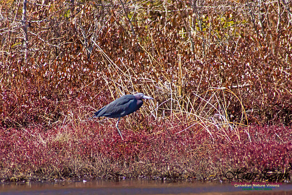 Little Blue Heron 2