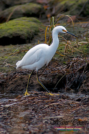 Snowy Egret