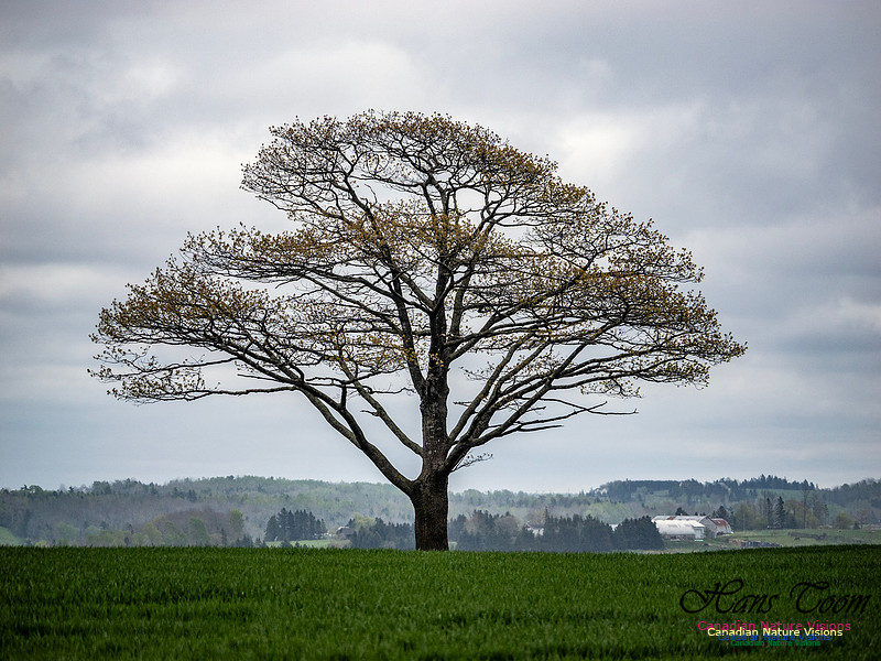 The Perfect Tree leafing out 100