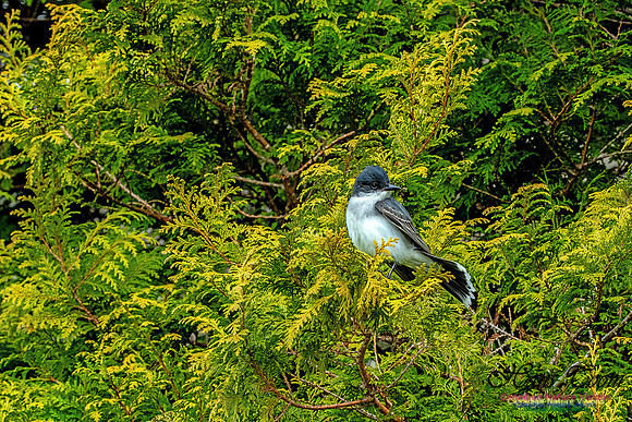 Eastern Kingbird 103